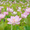 【入場無料】兵庫の蓮畑で6種類の蓮の花が咲き誇る！フォトコンテストも
