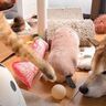 柴犬の周りで遊ぶ猫たち→やさしい表情で見守る様子にほっこり