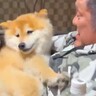 『おとんの腹に乗せられたら最後…』お父さんに抱っこされる犬→衝撃的な速さで『正気を失う光景』が125万表示「信頼してる」「大好きなのね」