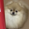 コップの写真を撮ろうとスマホを構えたら、犬が寄ってきて…まさかの『仕方なさそうに見せた行動』が209万表示「モデル並みの対応力ｗ」と絶賛