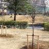 山田富士公園　さくら復活に向け、移植　４本を南側へ