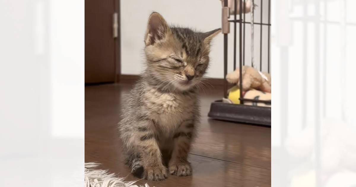 たかしちゃん　まん丸に寝ている猫 寝てる間に猫たちが何してるのか隠し撮りしてみたらまさかのこう