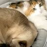 仲良すぎの兄妹猫がかわいい　妹猫のベッドに無理やり体をねじ込む兄猫