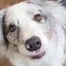1年前に行った場所→犬に『連れてって』とお願いをした結果…天才すぎる『衝撃的な記憶力』が23万再生「お見事」「言葉わかるのスゴイ」
