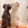 単身赴任していたお父さんが帰宅→2匹の犬がお出迎えをして…愛に溢れた『本当のおかえり』に感動「泣ける」「後ろ姿が健気」と7万再生の反響