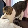 「早く起きろ」「許して！」遊んでほしい猫、寝ているパパの起こし方が豪快