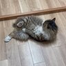 家に侵入して『全然帰ろうとしない野良猫』を見守った結果…予想外の姿が可愛すぎると97万再生「内見に来たのかな」「ほっこりした」の声