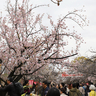 【動画】大阪の春の風物詩「造幣局