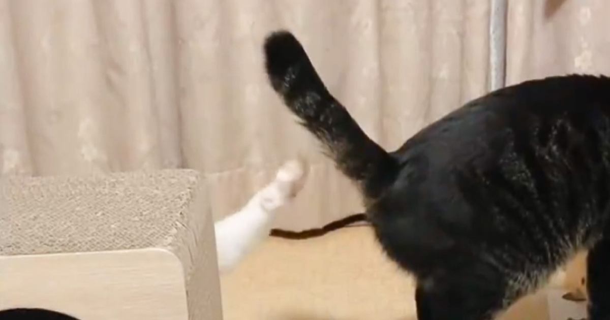 同居猫のおしりを触ろうと『頑張って手を伸ばした猫』…思わず