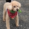 たなワン隊員315匹に　犬の散歩がパトロール