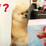お家で焼き肉→犬が喜んでもらいにくると思いきや…まさかの『煙から避難する光景』が可愛すぎると1万再生「隅っこで挟まってるｗ」と絶賛