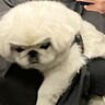 夫に犬の写真を送ったら→『かつらかぶってる？』まさかの疑惑に1万7000いいね集まる「オカッパで笑った」「コシノジュンコ味がすごい」と反響