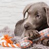 犬を熱中させる『おもちゃ』5つ　愛犬を虜にする理由や安全を守る選び方まで