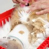 毛玉が分厚すぎて“鎧”のようになっていた猫…プロの技で『信じられないほどスッキリした姿』が74万再生「まん丸顔最高」「体の模様可愛い」