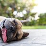犬が『暑さを感じている』ときにみせるサイン5選　命を落とす可能性のある危険な症状とは