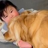 赤ちゃんと大型犬を『１ヶ月間隠し撮りした』結果…驚くほど『密着レベルが高い光景』に思わずホッコリすると9万再生