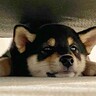 ソファの下に隠れるのが大好きだった赤ちゃん犬→約1年後…切なすぎる『現在の光景』に10万いいね集まる「悲しそうｗ」「可愛すぎる」と絶賛