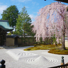【2024】京都のしだれ桜の名所12選！人気の定番スポットから穴場まで