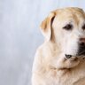 犬の『メンタルを弱らせる』飼い主の行動5選　愛犬に精神的苦痛を与える絶対NG行為とは？