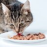 猫の寿命を伸ばす『正しいキャットフードの選び方』4つ　愛猫に合っているか知るには？