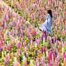 栃木県・鹿沼市花木センターで「春の丘のルピナス祭り」開催！丘一面に広がるカラフルな花畑を見に行こう｜GW2024