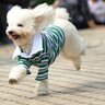 『洋服が必要な犬』の特徴5選　服を着せるメリットや選ぶときのポイントまで