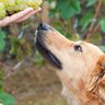 犬に与えてはいけない『秋の味覚』3選　最悪の場合、命を落とす食材とは