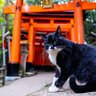 猫好きさんにはご利益が？『猫にまつわるパワースポット』4選！猫様のお力で運気アップ