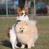 犬が『人間に腰を振っている』ときの心理4つ　行動の原因から適切な対処法まで解説