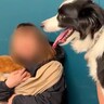 体重20キロの犬→小型犬が抱っこされているのを見た結果…自分の大きさを全く理解していない光景に3万いいね「幸せそうでニヤけた」「可愛い」