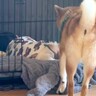 赤ちゃんに自分の寝場所を取られてしまった犬→困惑した後に…とんでもなく可愛い結末が43万再生「起こさないの素敵」「いい子過ぎる」と称賛
