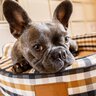 犬のベッドを洗う頻度はどのくらいがいい？清潔にするための洗い方や毎日できるケアの方法をご紹介