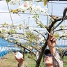 豊作願って　「浜なし」の授粉作業