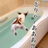 お風呂が好きすぎる犬→湯舟を見た瞬間に…想像をはるかに超える『衝撃的なダイブ』が53万再生「飛び込むスタイルｗ」「初めて見た」と大絶賛