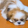 ベッドをボロボロにする犬を叱ったら、別のワンコが…怒るに怒れない『まさかの行動』が7万再生「優しい世界」「うるうるおめめ過ぎる」