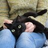猫にも人にも危険な『人獣共通感染症』代表的な3つの病気と守るべき“距離”