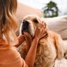 犬に対する『上手な叱り方』5選　愛犬をきちんと反省させるために押さえておきたいポイントまで