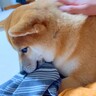 夜になってもお兄ちゃんが帰ってこない…心配になった犬が見せた『まさかの行動』が健気すぎると17万再生「まさに忠犬」「相思相愛」と感動