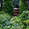 ６月２１日朝、「岩船寺」で見頃のあじさいや、可憐なスイレンを楽しんできました！【京都府木津川市】
