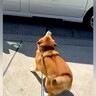 おじいちゃんおばあちゃんに再会した犬→車を見つけた瞬間…待ちきれなくて見せた『可愛すぎる行動』が59万再生「おしり最高」「大好き伝わる」