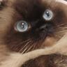 飼い主さんに捕まってしまった猫→表情が"可愛すぎてたまらない"と114万表示「なんてプリチーなの」「まん丸おめめがたまらん」