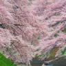 東京、桜の季節にしかできないこと