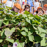 園児植えたサツマイモ開花「本州では珍しい」　伊賀市の畑で