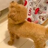 犬が大事にしていた『お気に入りのクッション』を洗濯した結果…思った以上に『切ない行動』が36万再生「声可愛すぎる」「大好きなのわかる」