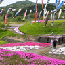 ピンクや紫の花のじゅうたん　上越市板倉区のシバザクラまもなく見頃