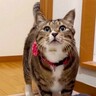 元ボス猫を家族に迎えたら『お姉ちゃんのストーカー化して…』可愛すぎる『のぞき常習犯』に爆笑「優しいｗ」「いいキャラですねｗ」47万再生