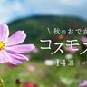 【兵庫県】コスモスの名所14選！見ごろやイベント情報も紹介♪秋のおでかけにおすすめ(2024)