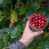 沖縄の貴重な「国産コーヒー豆」収穫体験レポート。東京都内で買えるお店は？