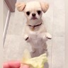 犬に『優しく食べてね』とお願い→レタスを与えてみたら…想像を超える『まさかの結末』が22万再生「大嘘つきで草」「返事の仕方が人間ｗ」と爆笑