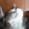 ブラッシング中にハンモックの上で眠ってしまった猫→絶対に野生では生きていけない『まさかの寝姿』が80万再生「無防備にもほどがあるｗ」